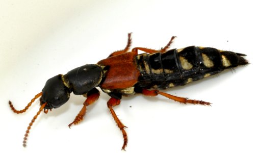 Staphylinus-caesareus-11-fws