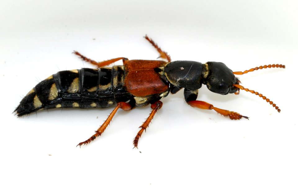 Staphylinus-caesareus-12-fws