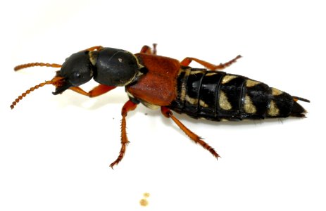Staphylinus-caesareus-10-fws