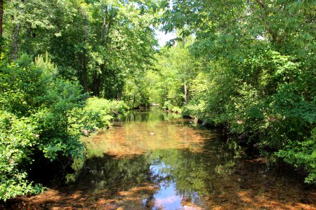 Stamp Creek, Pine Log WMA, Bartow County, GA May 2019