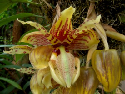 Stanhopea tigrina, 2015-08-08, Phipps Conservatory, 01
