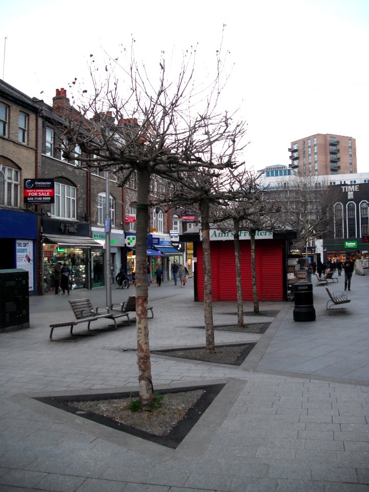 StAnnsPollardedTrees