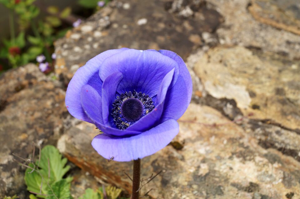 Purple floral bloom photo