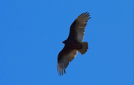 Vulture wildlife nature