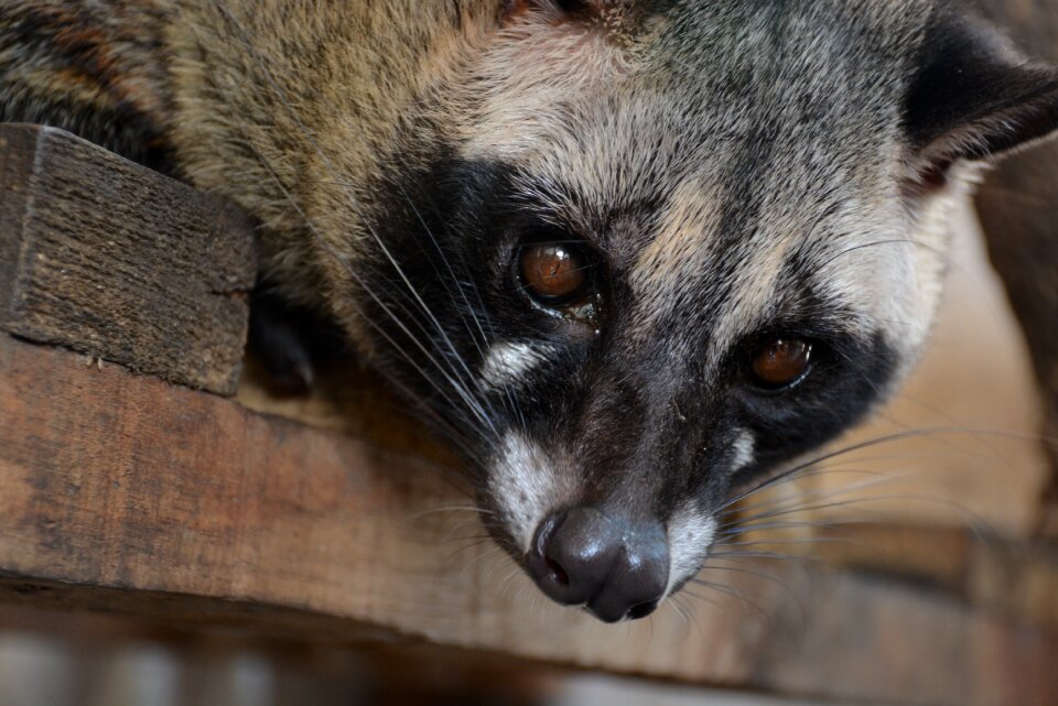 Animal animals nature