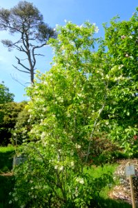 Staphylea colchica - Caerhayes Castle gardens - Cornwall, England - DSC03156