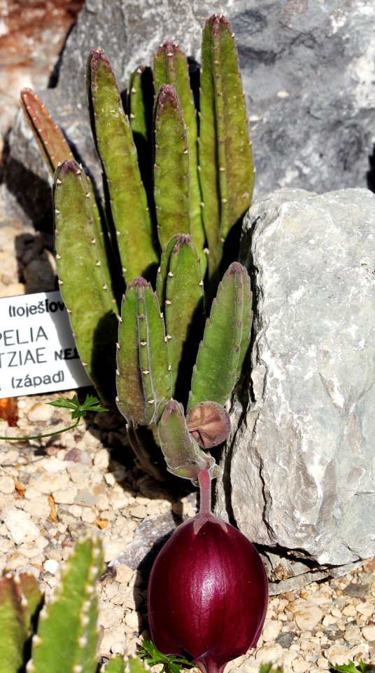 Stapelia leendertziae Prague 2012 2