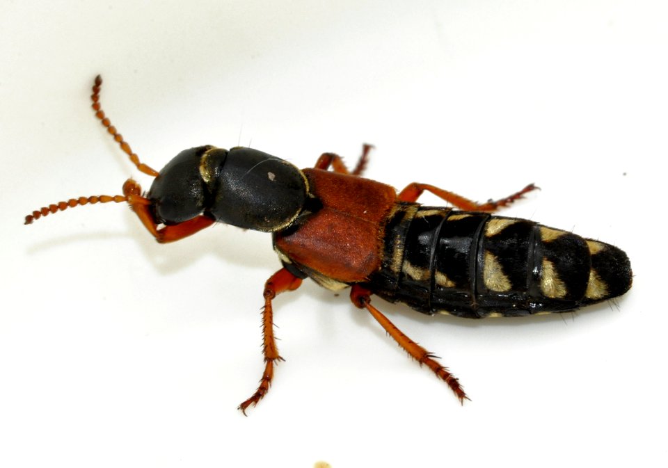 Staphylinus-caesareus-08-fws