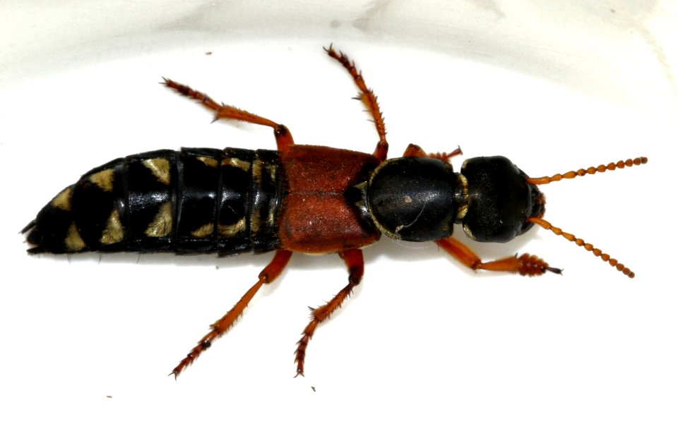 Staphylinus-caesareus-06-fws