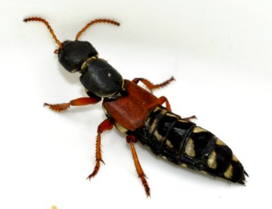 Staphylinus-caesareus-07-fws