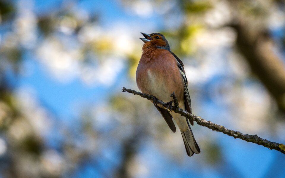 Background beak nature