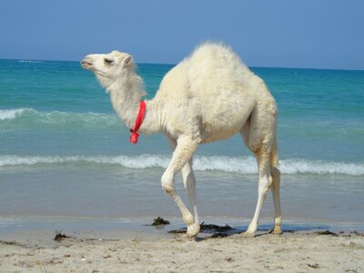 Tunisia animal beach photo