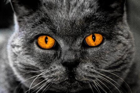 Hypnosis head grey