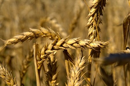 Cereals wheat field cornfield photo
