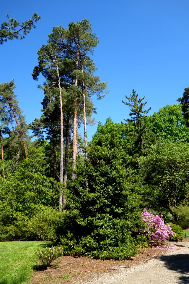 Stanley M. Rowe Arboretum - DSC03326