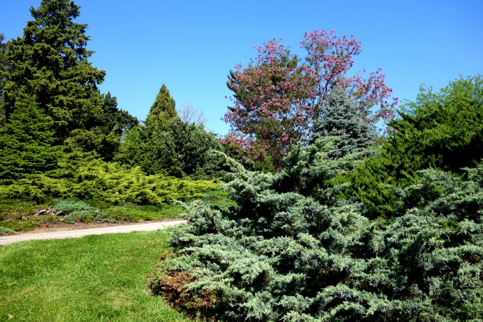 Stanley M. Rowe Arboretum - DSC03358
