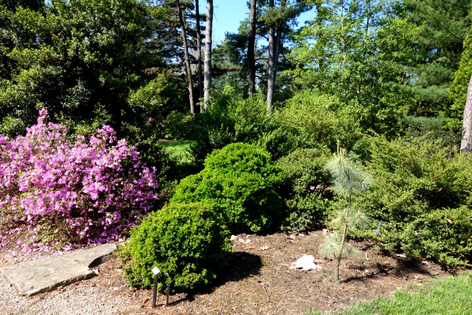 Stanley M. Rowe Arboretum - DSC03318
