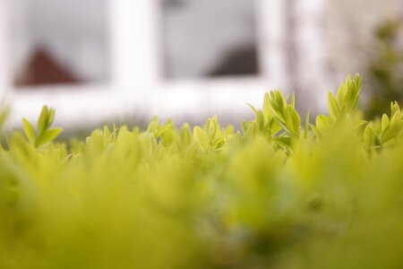Flowers garden leaves