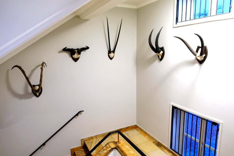 Stairway - Naturhistorisches Museum, Braunschweig, Germany - DSC05284
