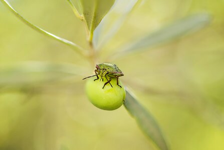 Nezara viridula insect herbivore