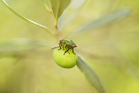 Nezara viridula insect herbivore photo