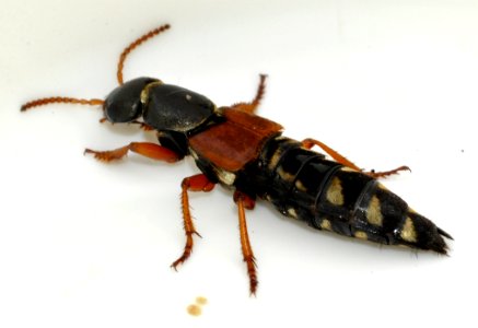 Staphylinus-caesareus-09-fws