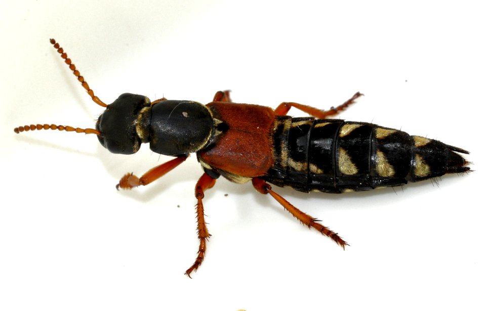 Staphylinus-caesareus-04-fws