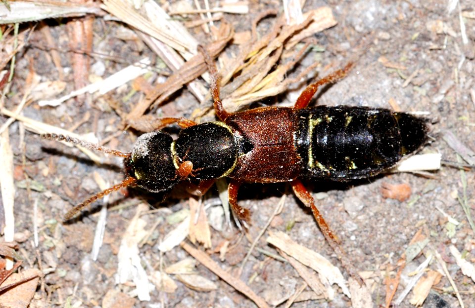 Staphylinus-dimidiaticornis-01-fws