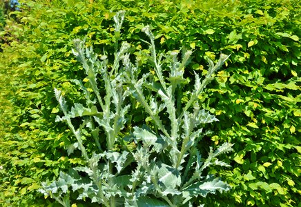 Large silver thistle spiny plant