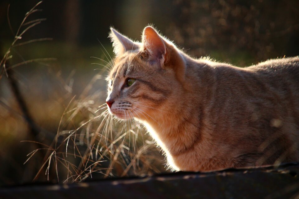 Cat face breed cat siamese cat