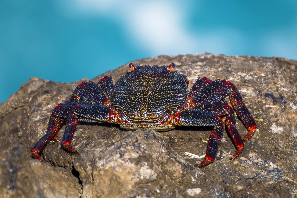 Animal shellfish creature