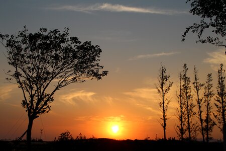Withered tree silhouette
