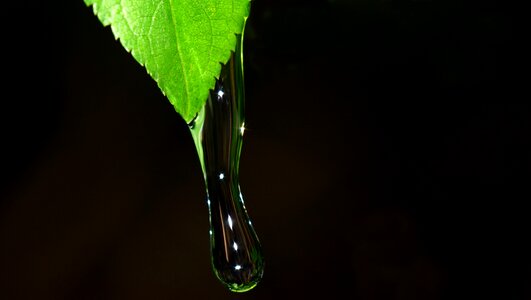 Water drop of water leaf photo