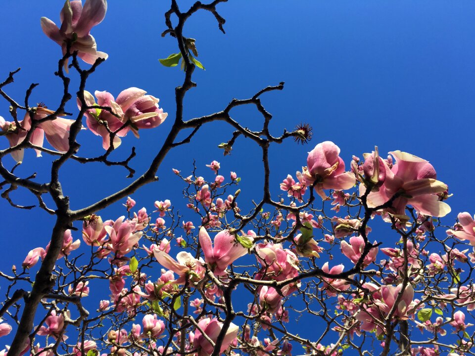 Flower bloom nature