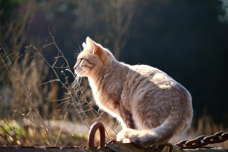 Cat face breed cat siamese cat photo