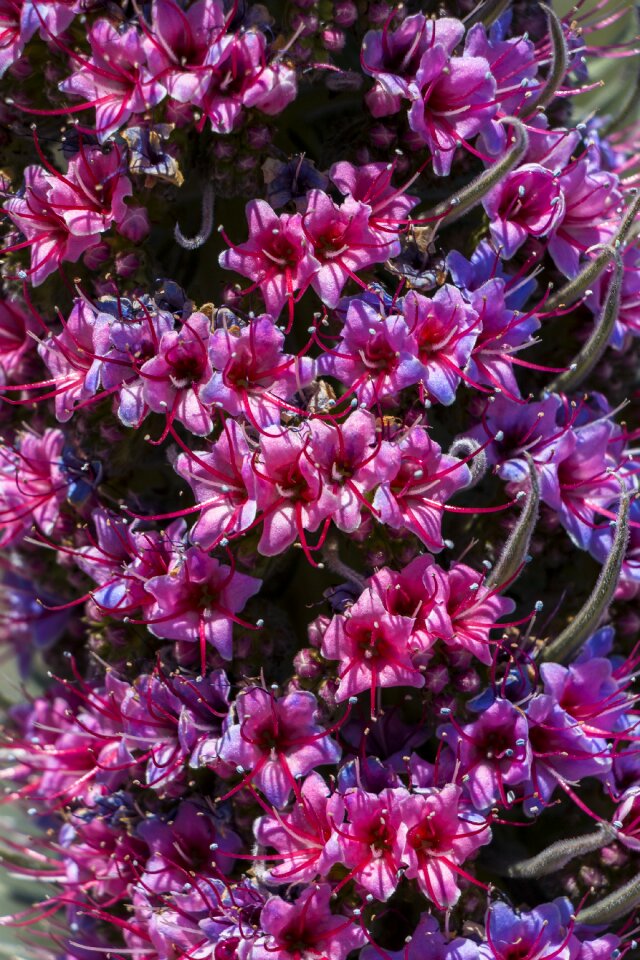 Purple nature plant photo