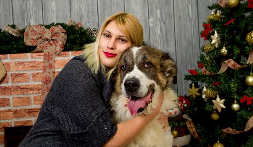 Christmas xmas dog