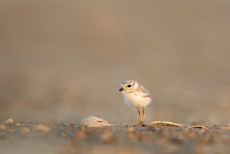 Bird blur chick photo