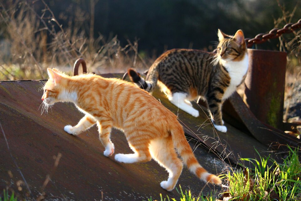 Red mackerel tabby domestic cat mieze