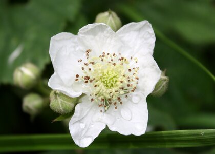 Bloom rainy day white flower