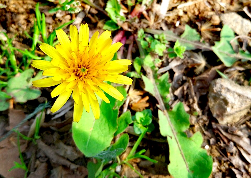 Dandelion flowers and plants chrysanthemum