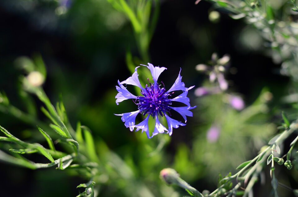 Flora summer nature