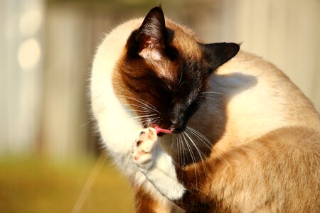 Paw breed cat mieze photo