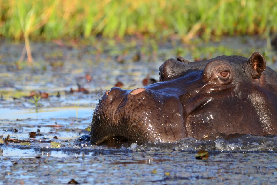 Mammal botswana chobe