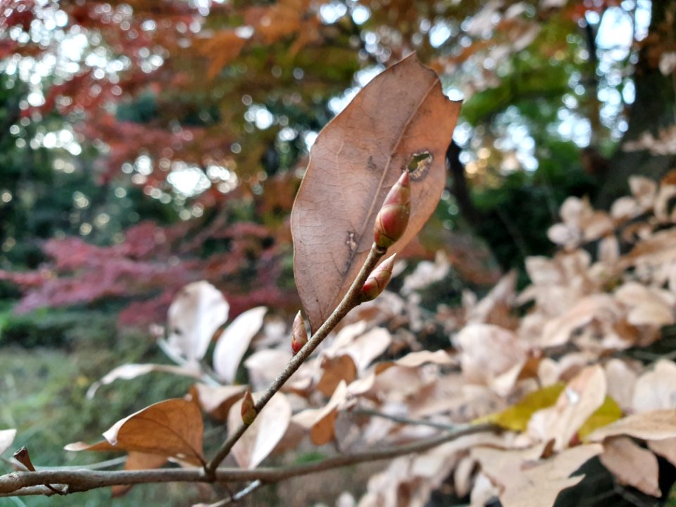 Start of winter at Institute for Nature Study