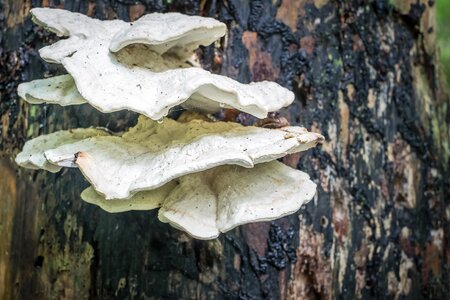 Tree trunk wood