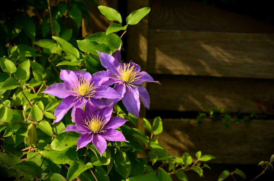 Ranunculaceae fence garden