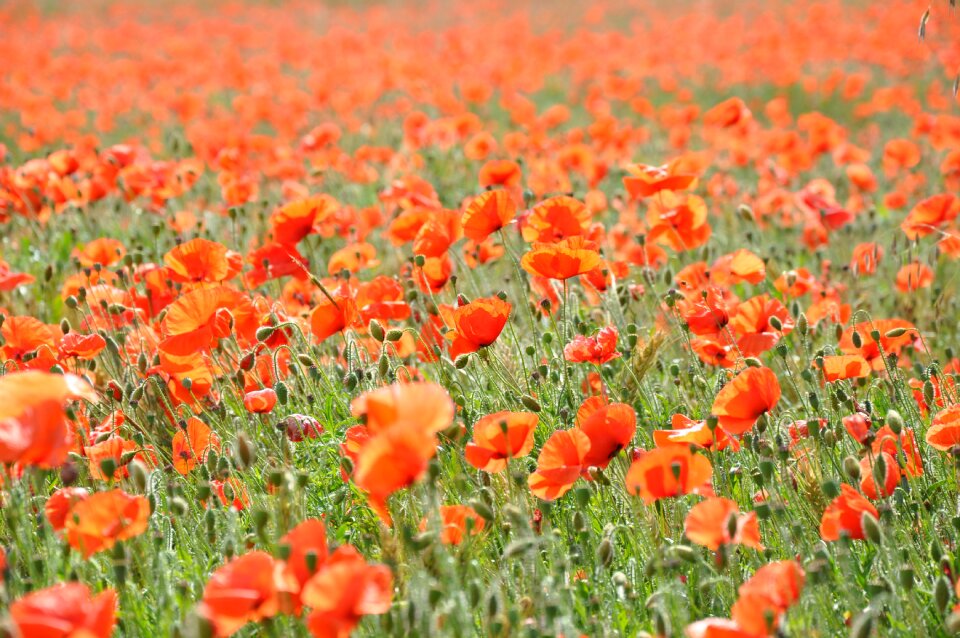 Field summer fleurs des champs