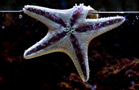 Starfish Köln zoo 31122014 photo