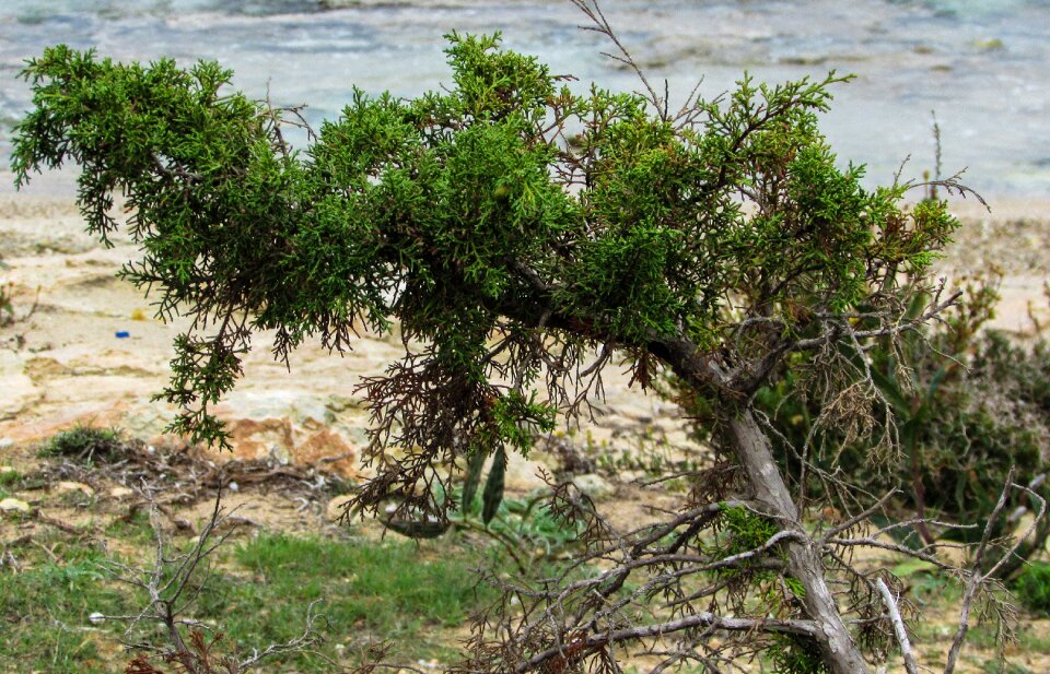 Mediterranean flora tree